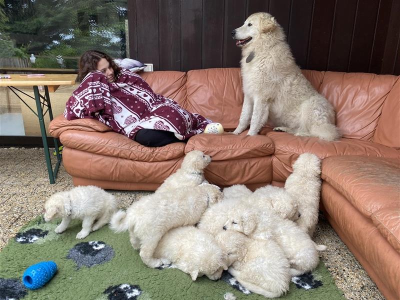 Kuvasz Welpen mit VDH Papieren