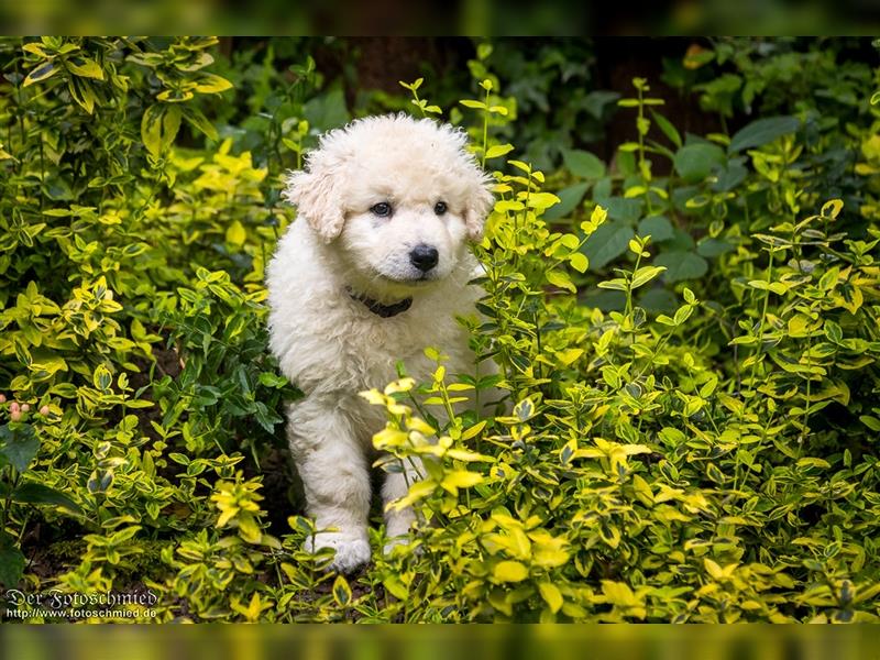 Kuvasz Welpen mit VDH Papieren