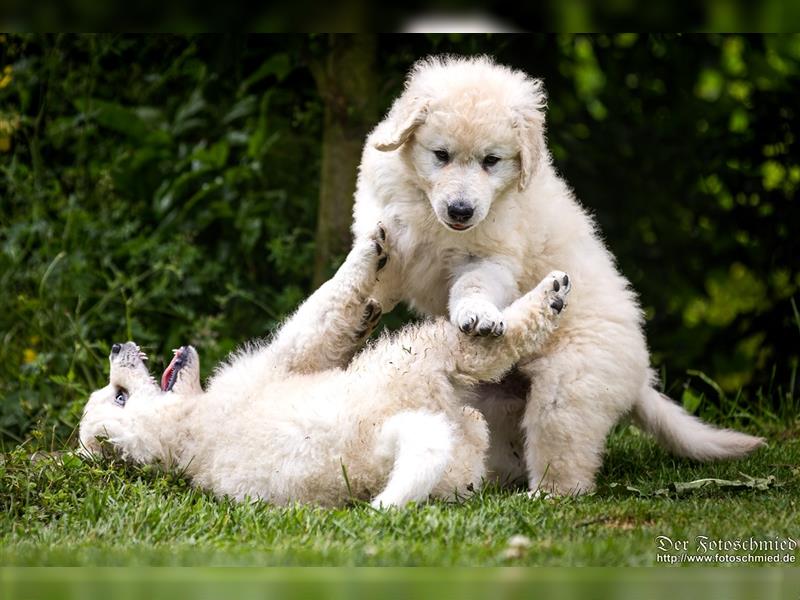 Kuvasz Welpen mit VDH Papieren