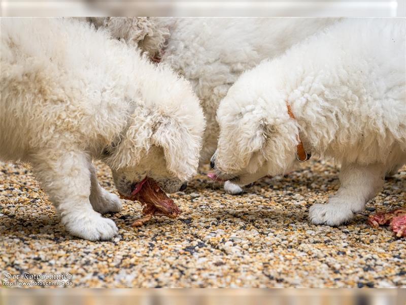 Kuvasz Welpen mit VDH Papieren