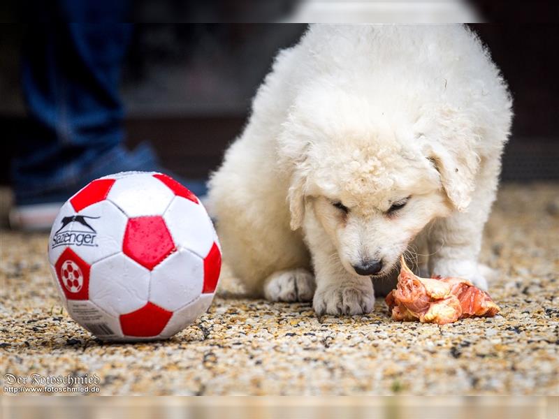 Kuvasz Welpen mit VDH Papieren