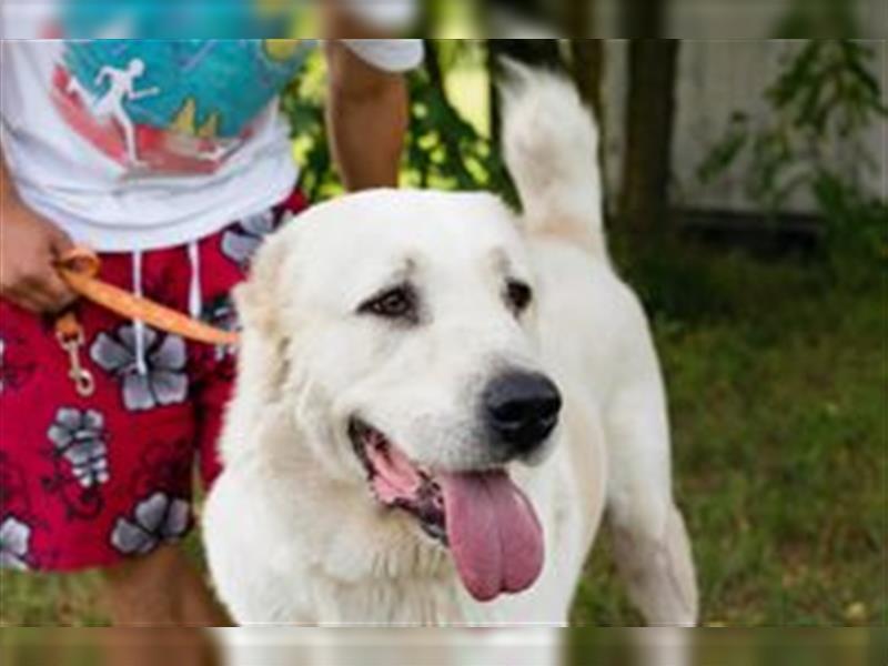 BALDOIN - freundlicher und aufgeschlossener Rüde sucht Menschen mit Hundeerfahrung