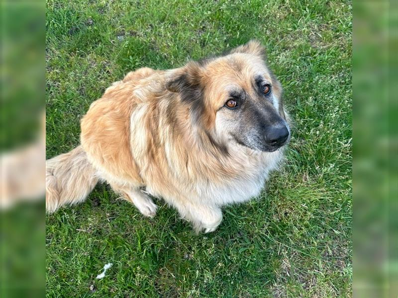 Lieber Kuvasz - Schäferhund - Mischling