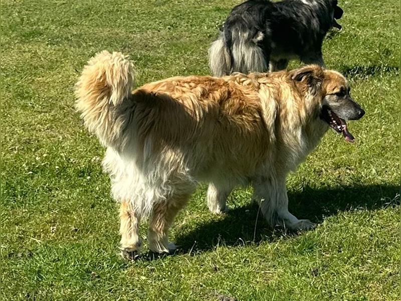 Lieber Kuvasz - Schäferhund - Mischling