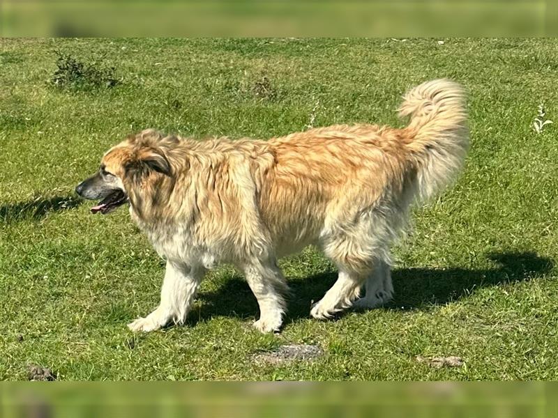 Lieber Kuvasz - Schäferhund - Mischling