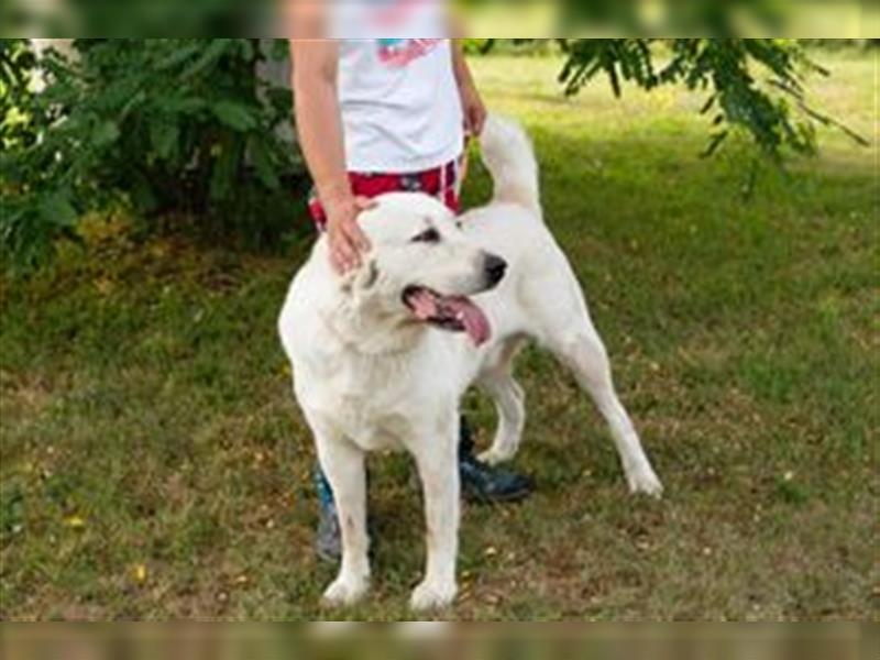 BALDOIN - der freundliche und aufgeschlossene Rüde sucht Menschen mit Hundeerfahrung