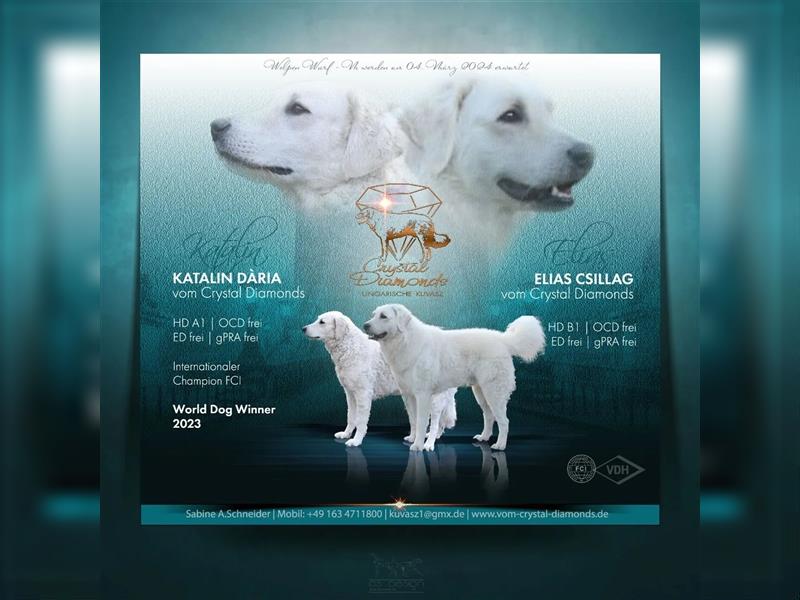 Kuvasz Welpen - Zucht - vom Crystal Diamonds - Mitglied im VDH/ FCI.