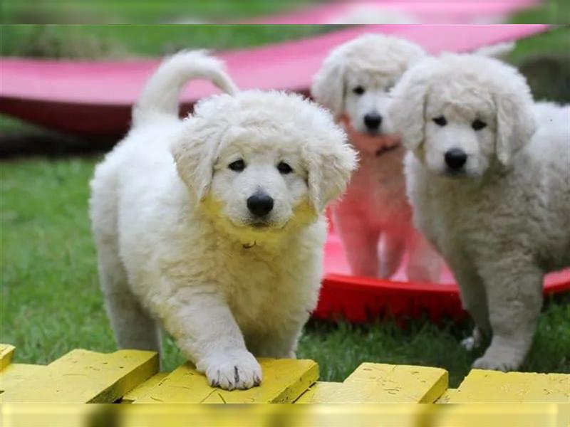 Kuvasz Welpen - Zucht - vom Crystal Diamonds - Mitglied im VDH/ FCI.