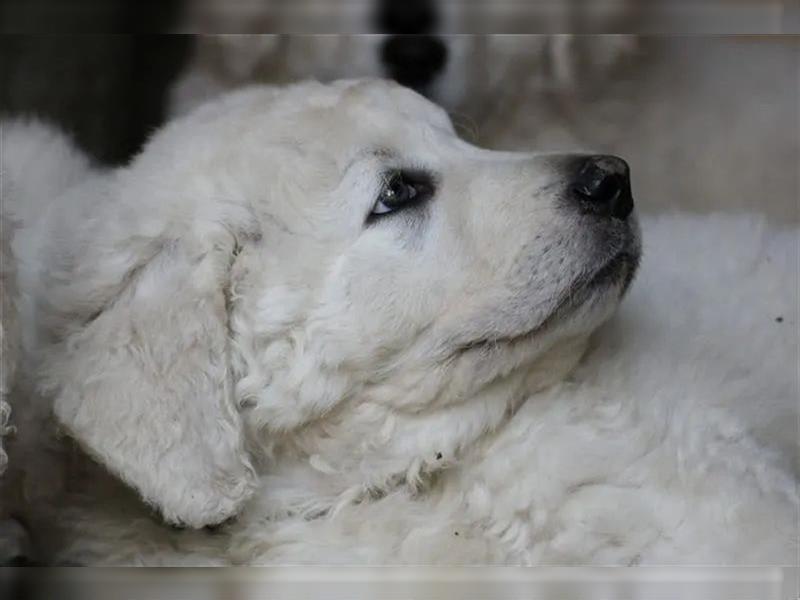 Kuvasz Welpen - Zucht - vom Crystal Diamonds - Mitglied im VDH/ FCI.