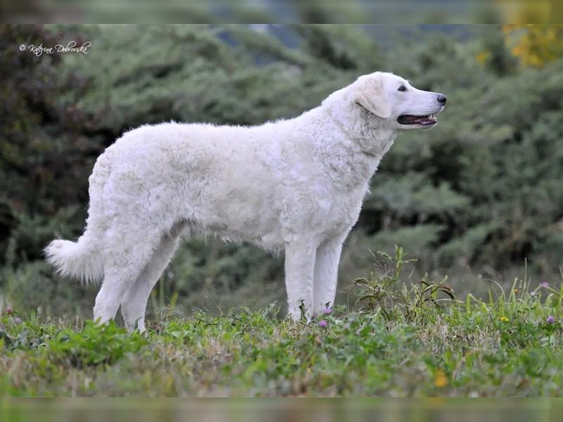 Kuvasz Welpen - Zucht - vom Crystal Diamonds - Mitglied im VDH/ FCI.