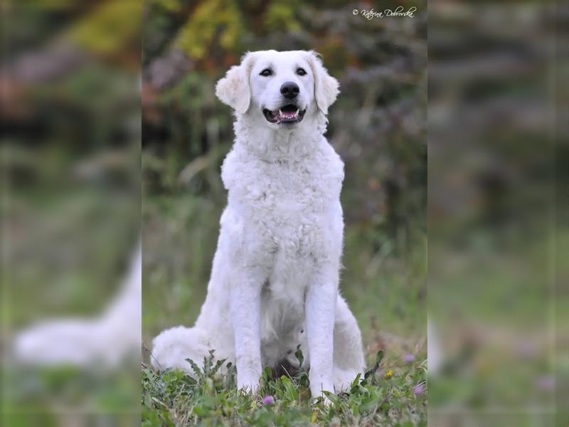 Kuvasz Welpen - Zucht - vom Crystal Diamonds - Mitglied im VDH/ FCI.