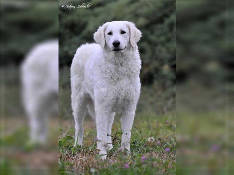 Kuvasz Welpen - Zucht - vom Crystal Diamonds - Mitglied im VDH/ FCI.