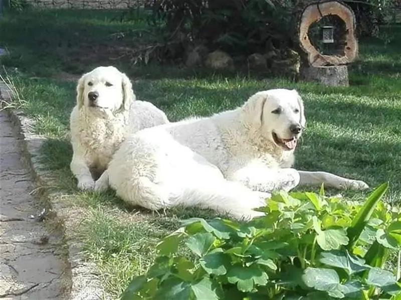 Kuvasz Welpen - Zucht - vom Crystal Diamonds - Mitglied im VDH/ FCI.