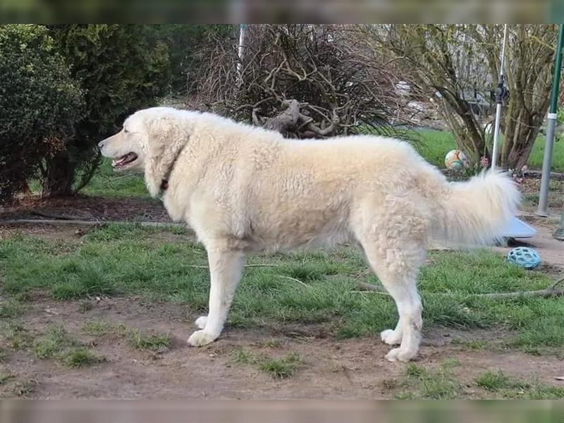 Kuvasz Welpen - Zucht - vom Crystal Diamonds - Mitglied im VDH/ FCI.