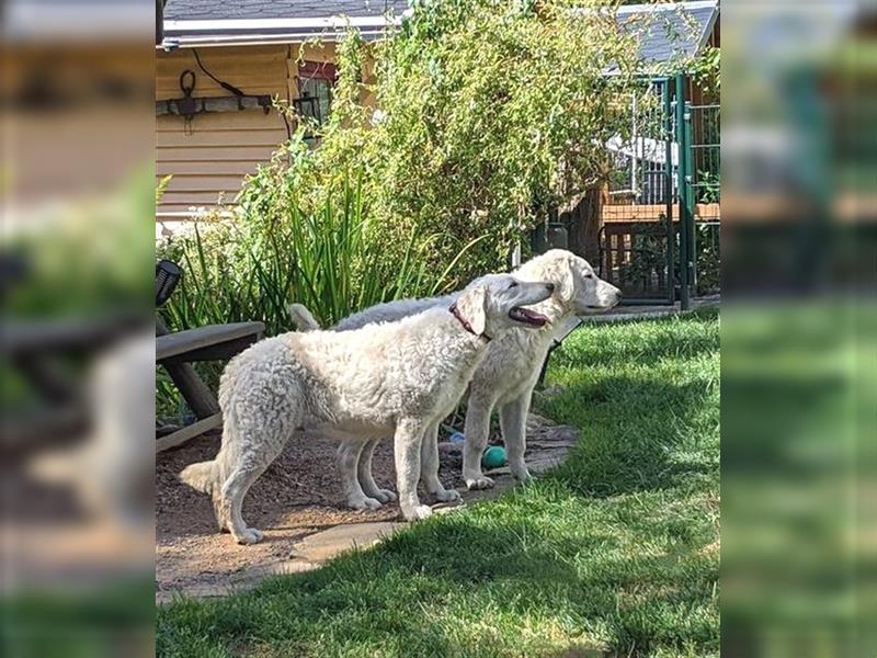 Kuvasz Welpen - Zucht - vom Crystal Diamonds - Mitglied im VDH/ FCI.