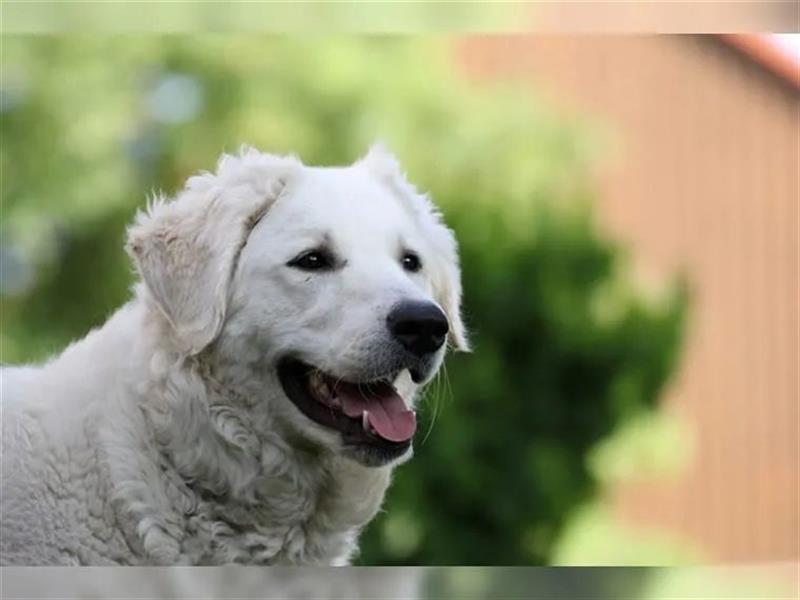 Kuvasz Welpen - Zucht - vom Crystal Diamonds - Mitglied im VDH/ FCI.