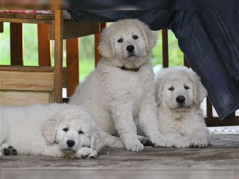 Kuvasz Welpen - Zucht - vom Crystal Diamonds - Mitglied im VDH/ FCI.