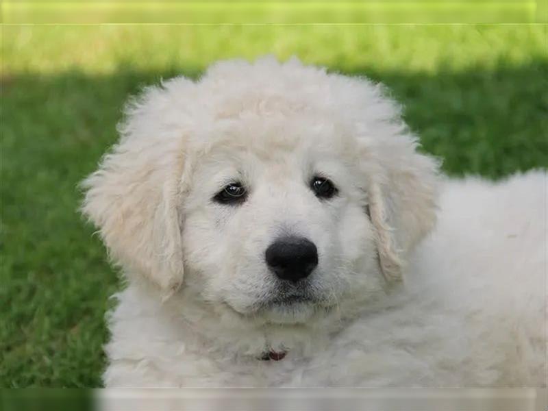 Kuvasz Welpen - Zucht - vom Crystal Diamonds - Mitglied im VDH/ FCI.