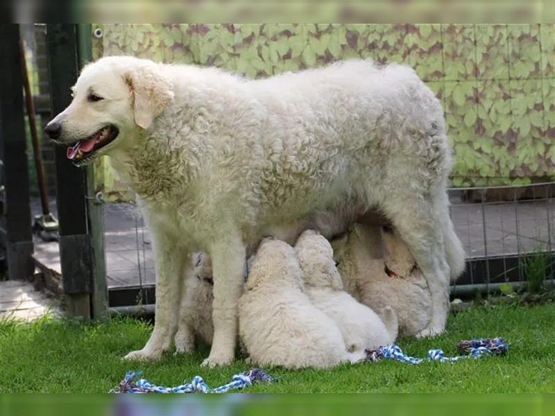 Kuvasz Welpen - Zucht - vom Crystal Diamonds - Mitglied im VDH/ FCI.