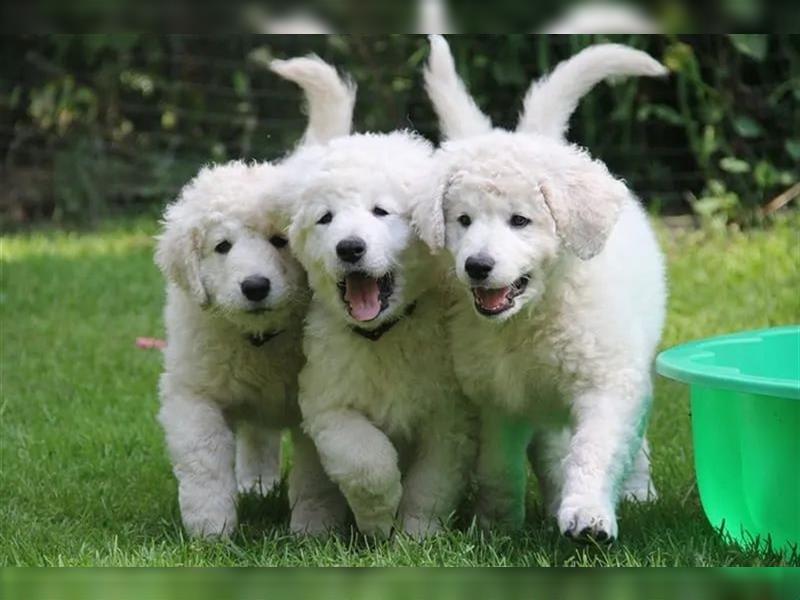 Kuvasz Welpen - Zucht - vom Crystal Diamonds - Mitglied im VDH/ FCI.