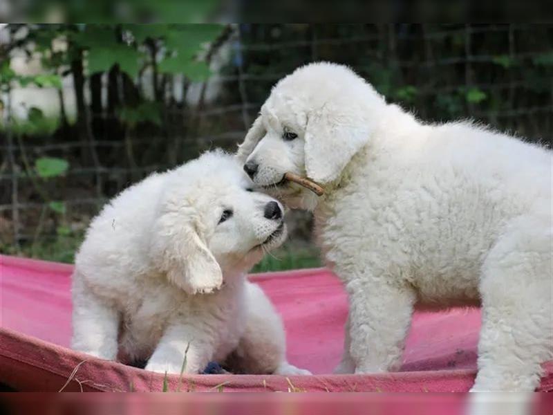 Kuvasz Welpen - Zucht - vom Crystal Diamonds - Mitglied im VDH/ FCI.