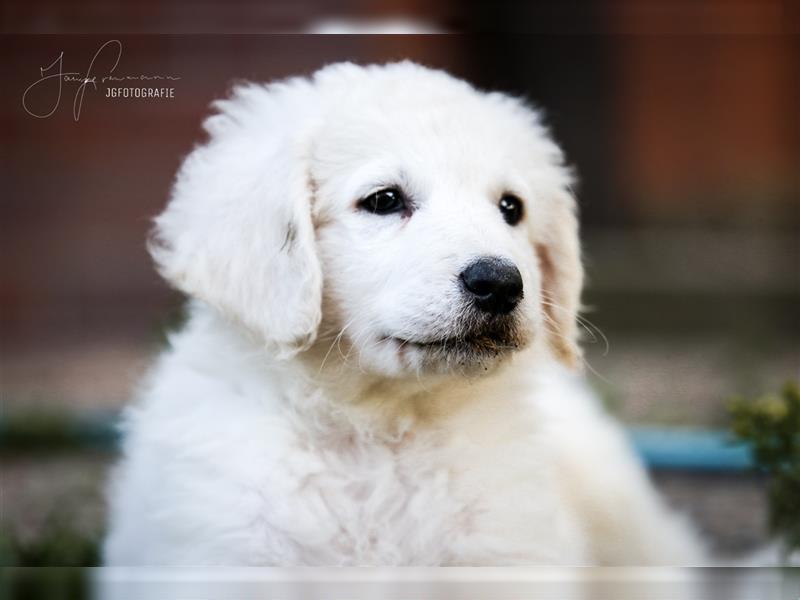 Kuvasz