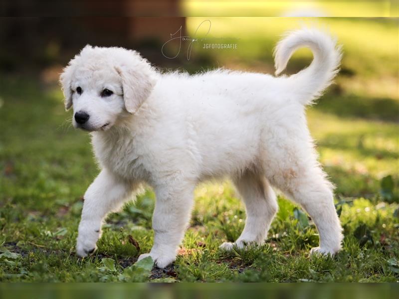 Kuvasz