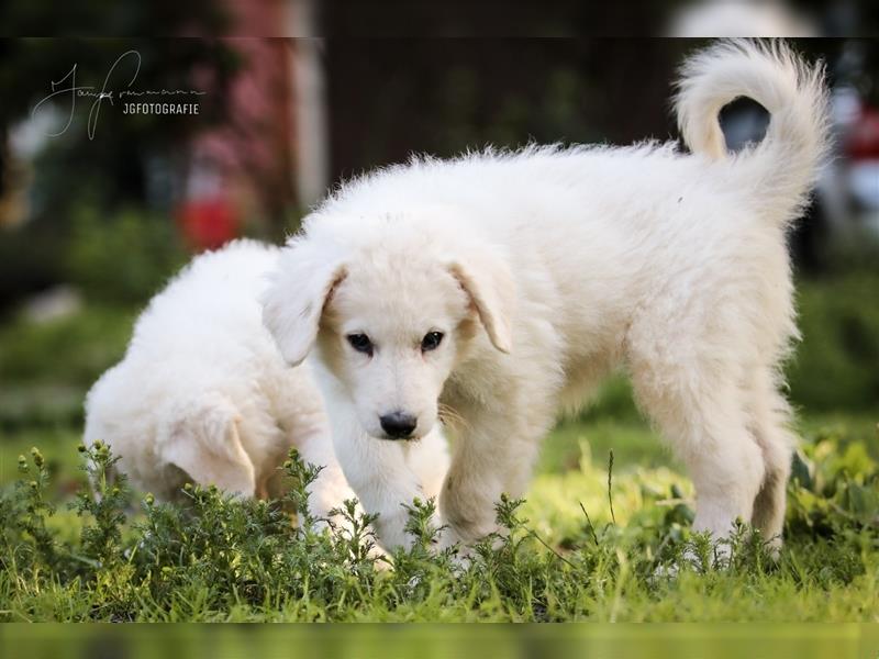 Kuvasz