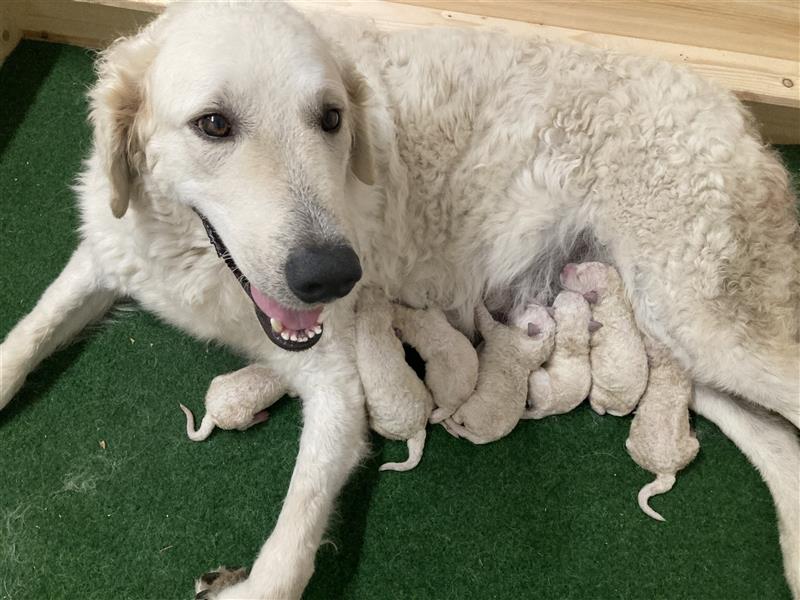 Kuvasz