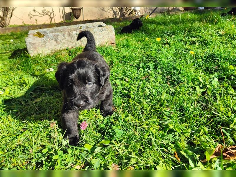 Labradoodle Welpen - 8x pures Glück