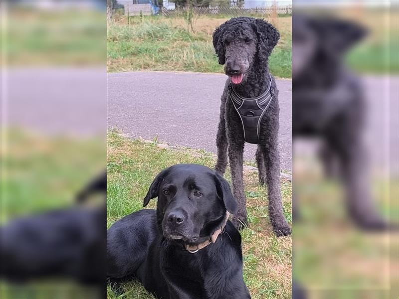 Labradoodle Welpen - 8x pures Glück