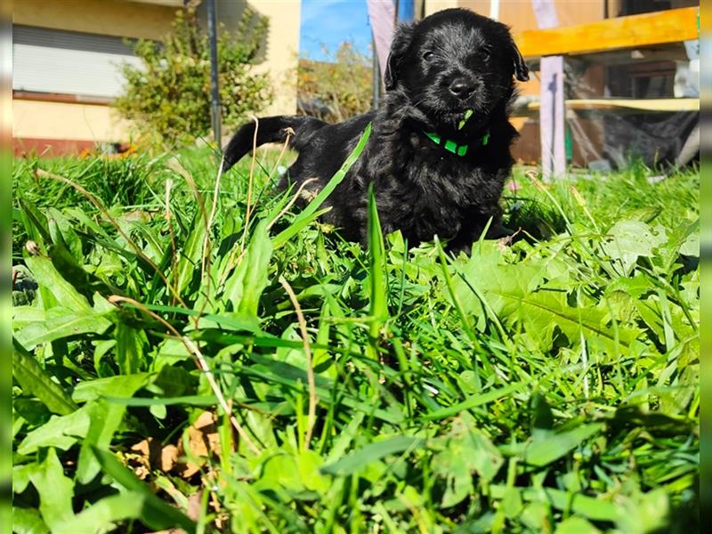 Labradoodle Welpen - 8x pures Glück