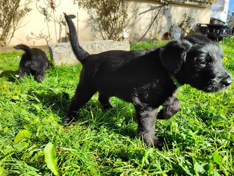 Labradoodle Welpen - 8x pures Glück