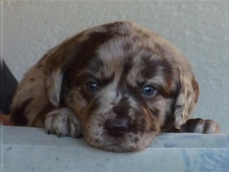 Labradoodle Welpen medium in schoko und schokomerle