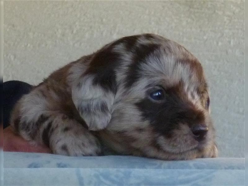 Labradoodle Welpen medium in schoko und schokomerle