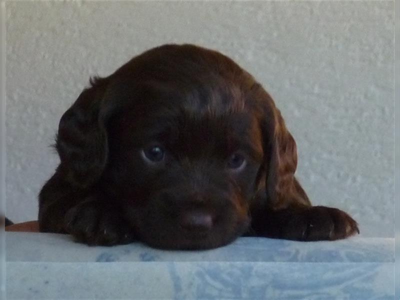 Labradoodle Welpen medium in schoko und schokomerle