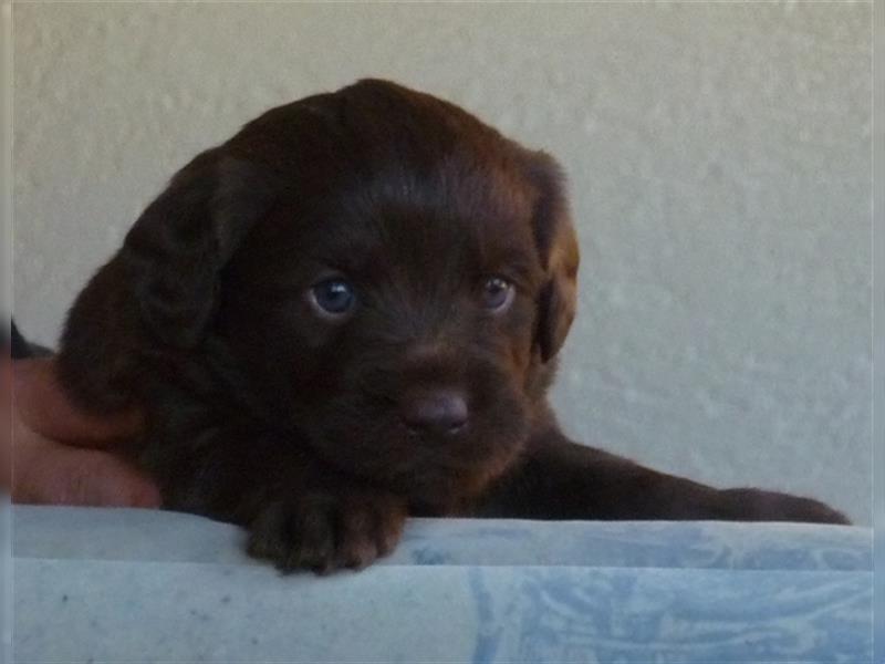 Labradoodle Welpen medium in schoko und schokomerle