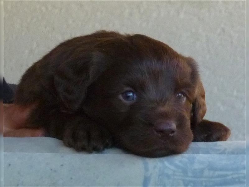 Labradoodle Welpen medium in schoko und schokomerle