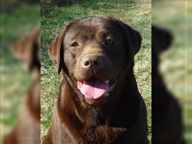 Labradoodle Welpen medium in schoko und schokomerle