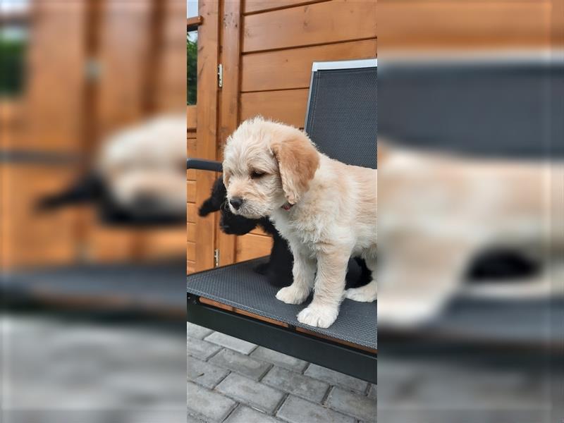 Wunderschöne Labradoodle Welpen medium F1