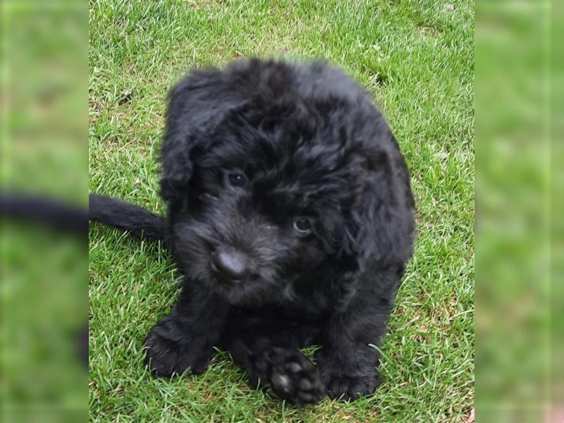 Wunderschöne Labradoodle Welpen medium F1