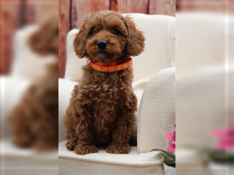 Pudel Welpen medium(ähnlich Labradoodle(medium) in Red aus familiärer Vereinszucht 38-46 cm