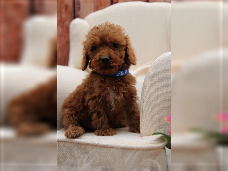 Pudel Welpen medium(ähnlich Labradoodle(medium) in Red aus familiärer Vereinszucht 38-46 cm