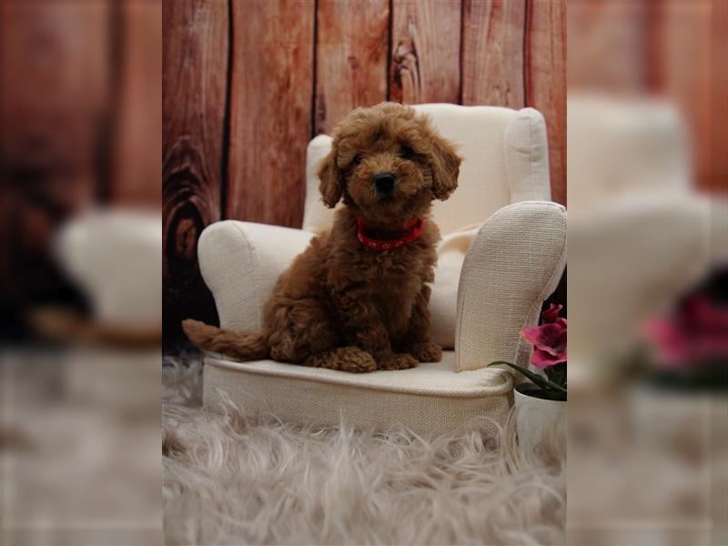 Pudel Welpen medium(ähnlich Labradoodle(medium) in Red aus familiärer Vereinszucht 38-46 cm