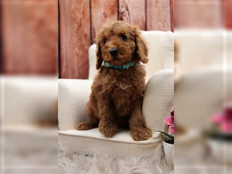 Pudel Welpen medium(ähnlich Labradoodle(medium) in Red aus familiärer Vereinszucht 38-46 cm