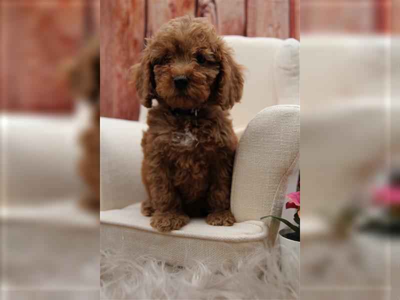 Pudel Welpen medium(ähnlich Labradoodle(medium) in Red aus familiärer Vereinszucht 38-46 cm