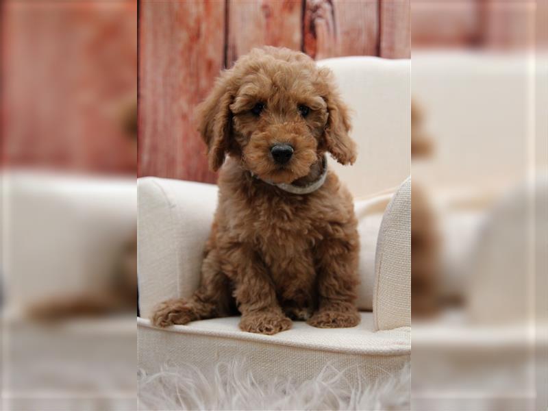 Pudel Welpen medium(ähnlich Labradoodle(medium) in Red aus familiärer Vereinszucht 38-46 cm