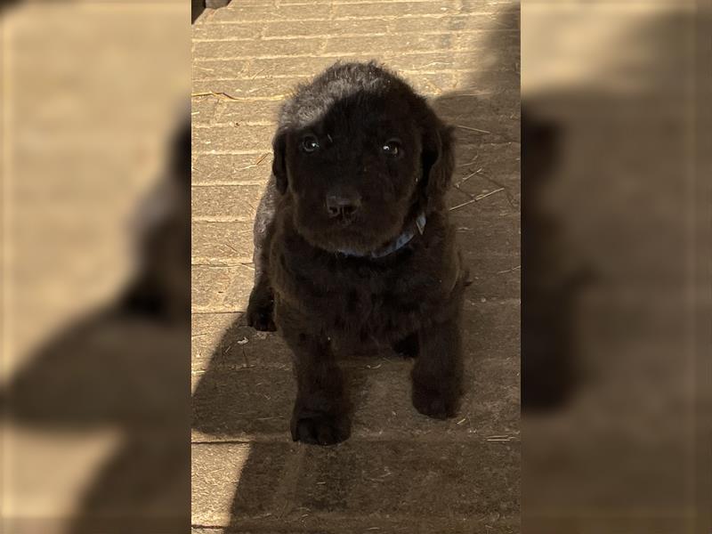 Labradoodle Welpen F2