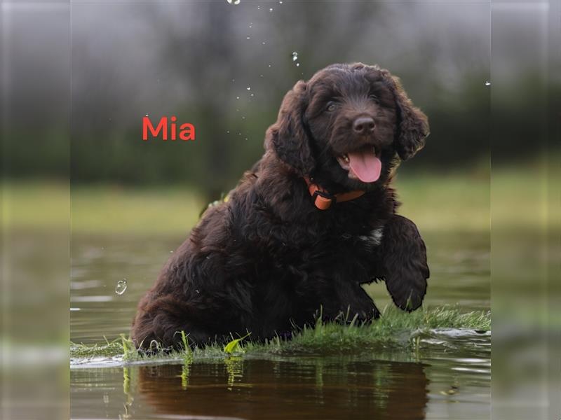 Labradordoodle F1b HAUSAUFZUCHT Abgabe im Juni