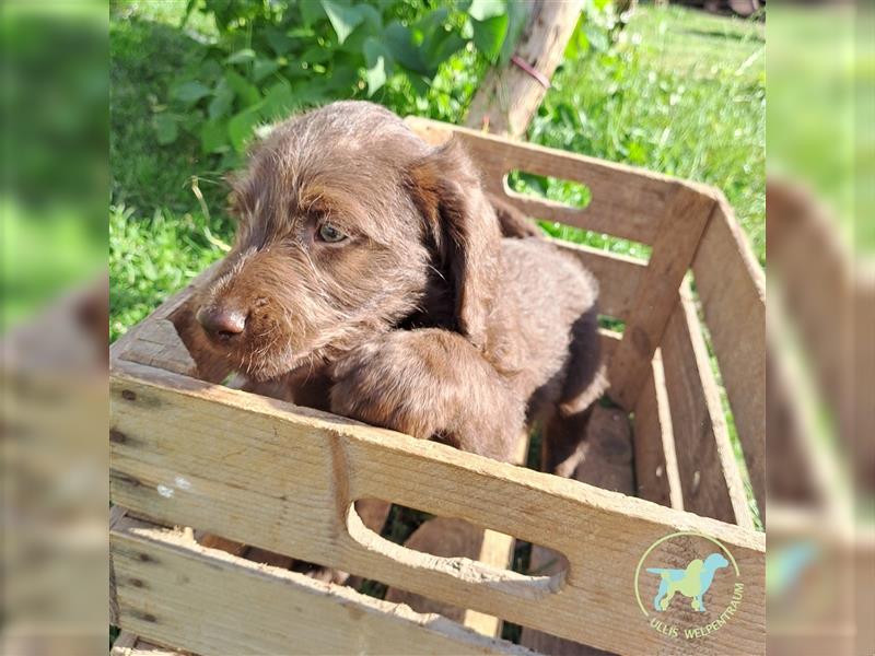 Labradoodle F1 Standard abgabebereit